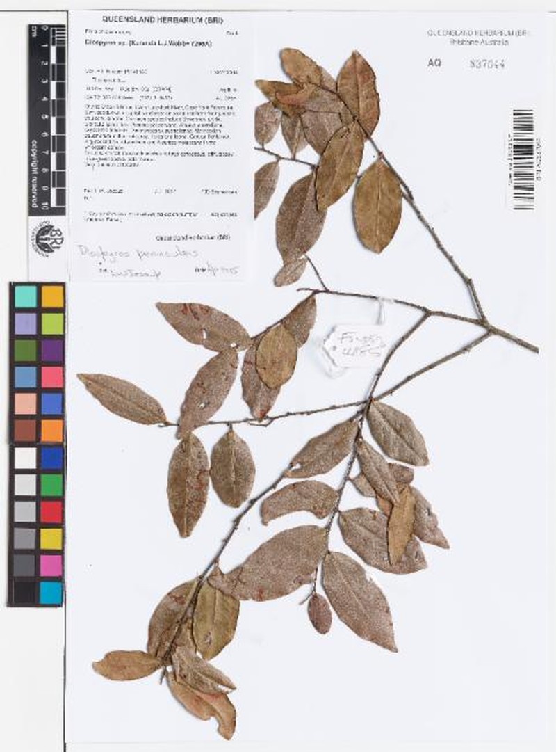 Diospyros peninsularis