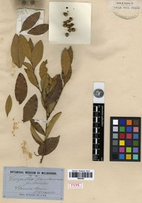 Diospyros pentamera