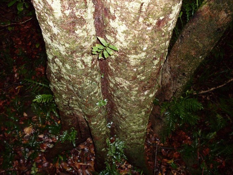 Diospyros pentamera photo 2
