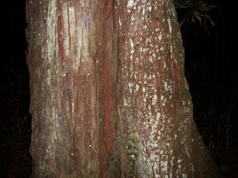 Diospyros pentamera photo 3