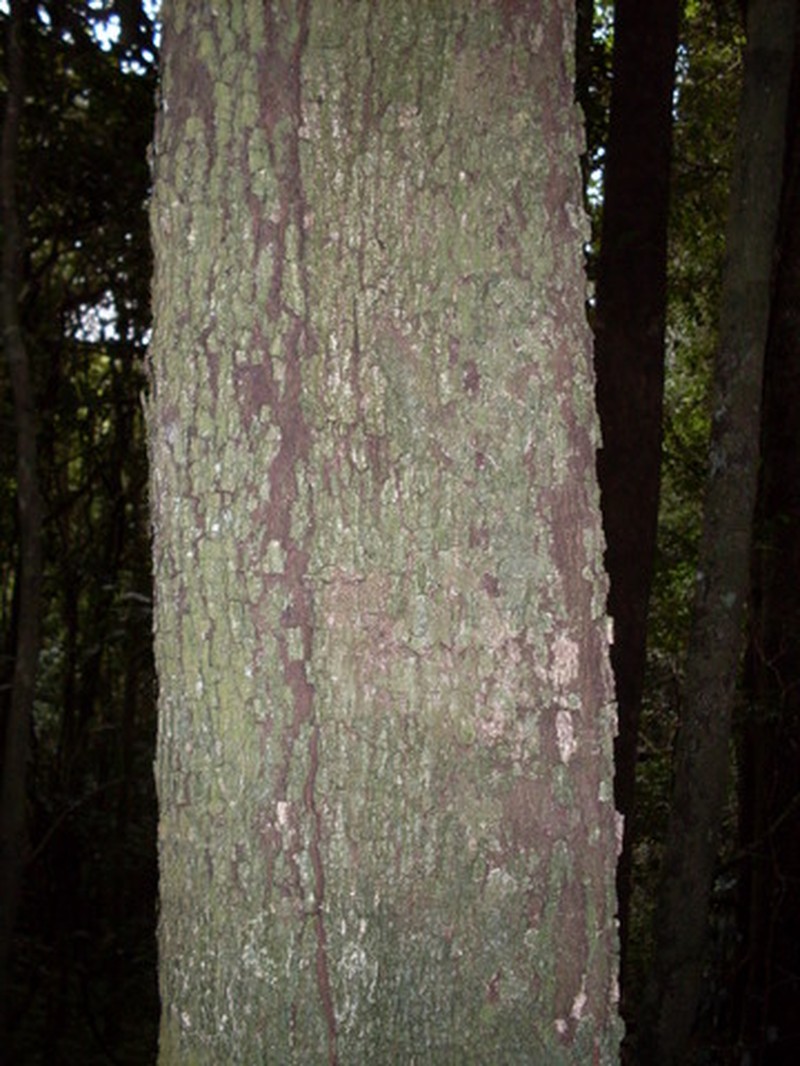 Diospyros pentamera photo 4