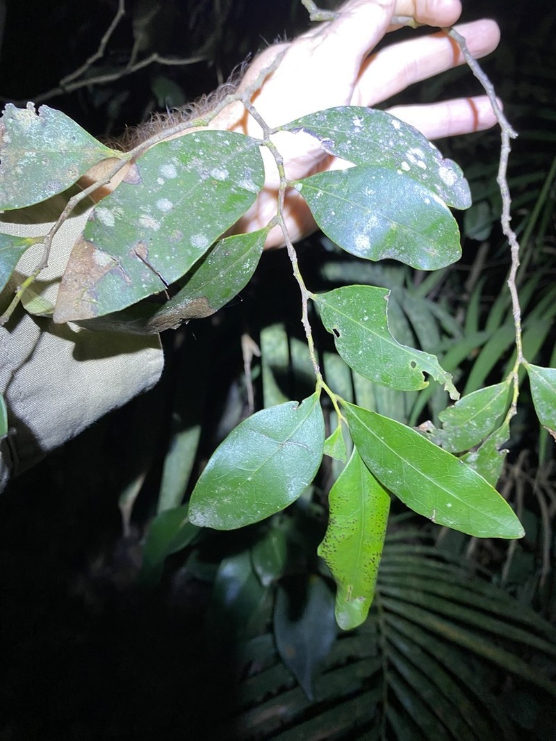 Diospyros pentamera photo 5