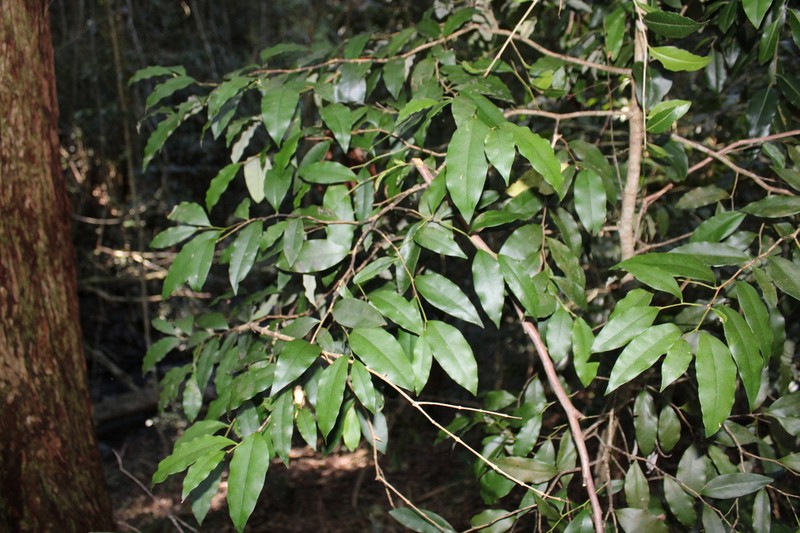Diospyros pentamera photo 6