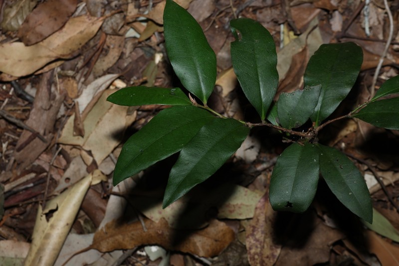 Diospyros pentamera photo 7