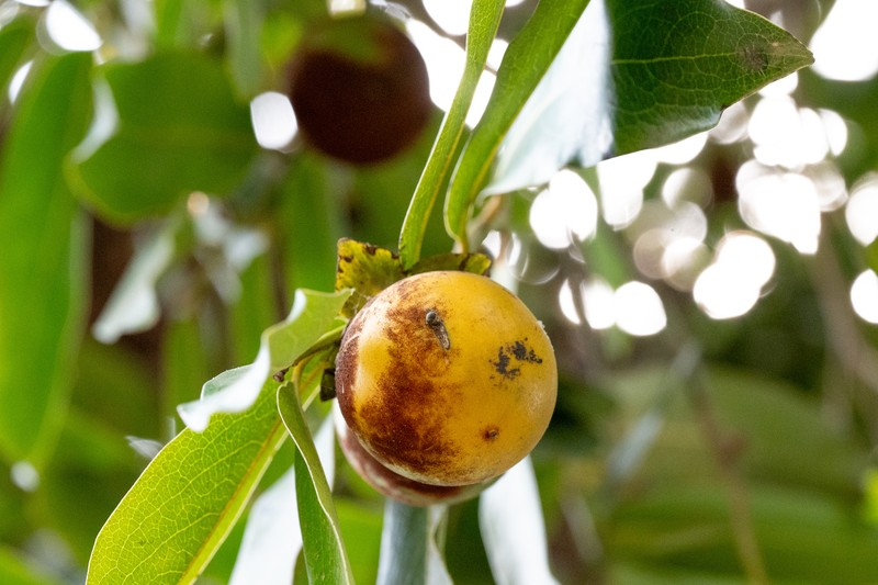 Diospyros peregrina photo 2