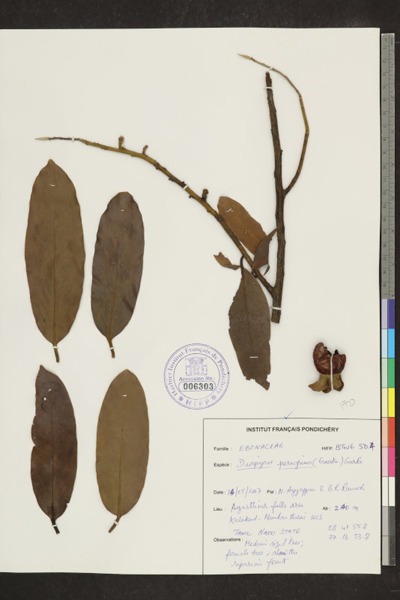Diospyros peregrina photo 3