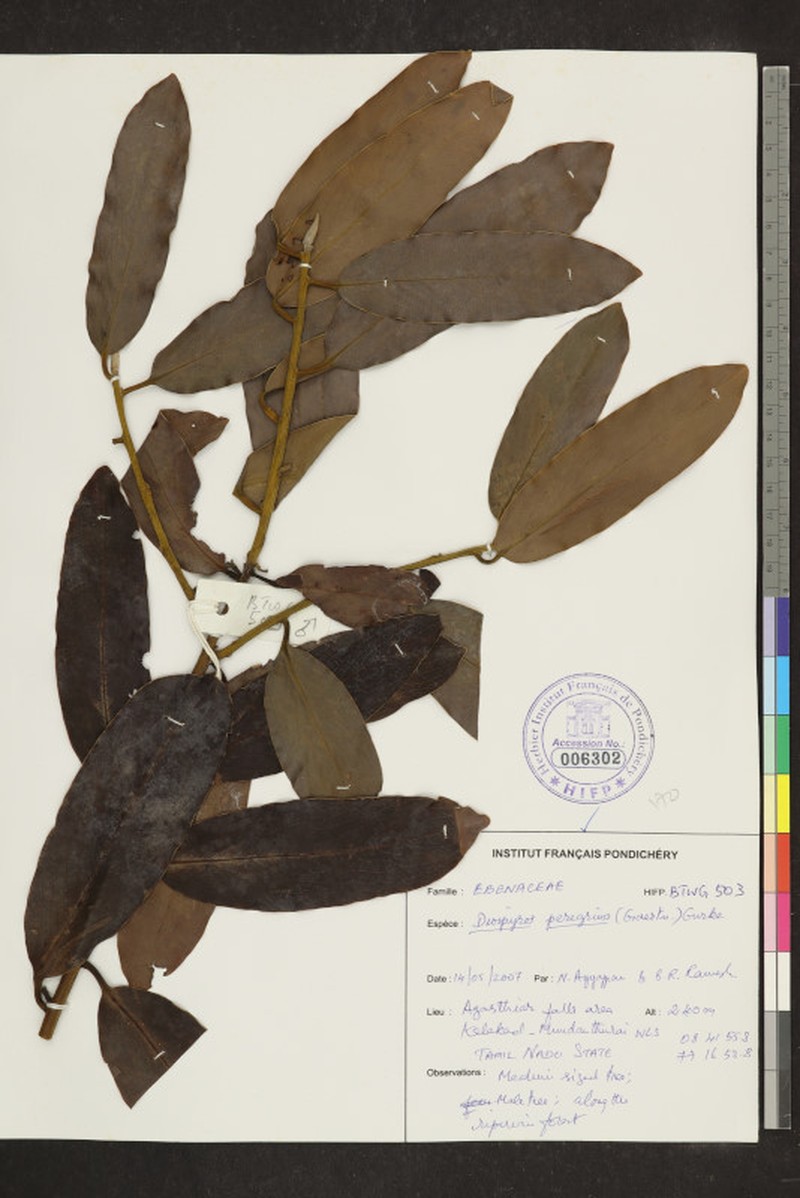 Diospyros peregrina photo 4