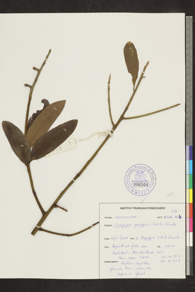 Diospyros peregrina photo 5