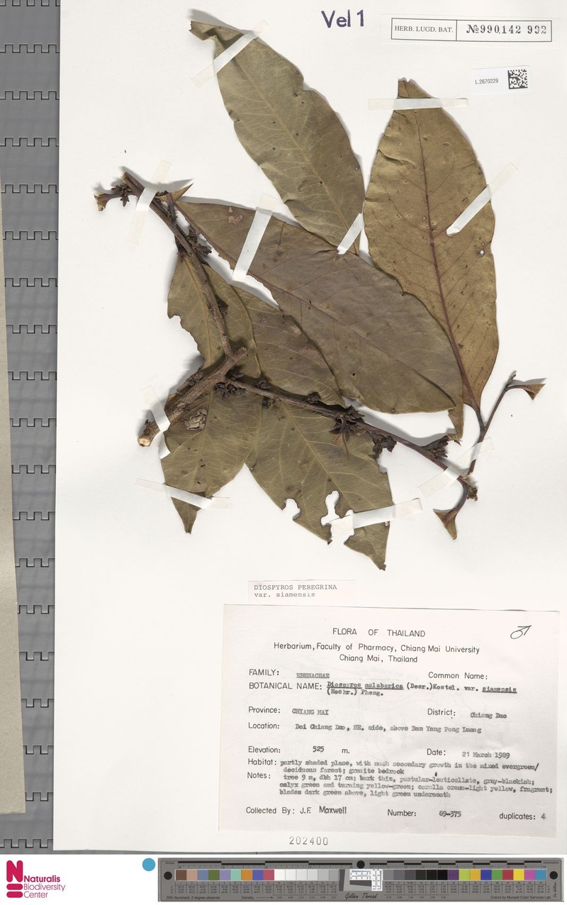 Diospyros peregrina photo 6