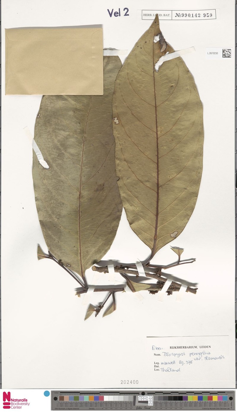 Diospyros peregrina photo 7