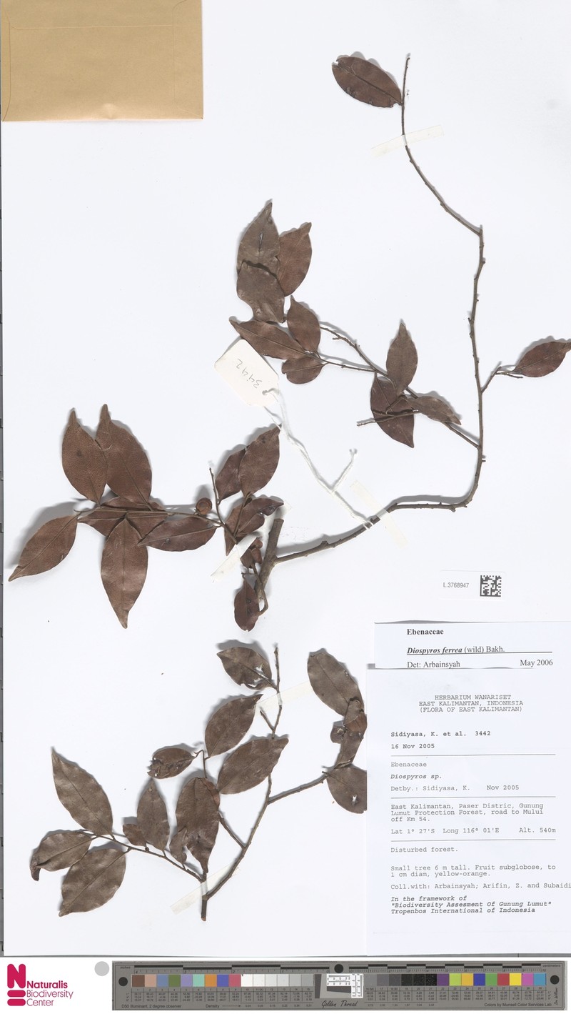 Diospyros perfida