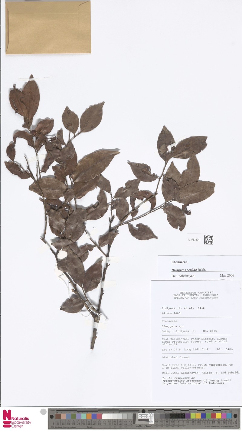 Diospyros perfida photo 2