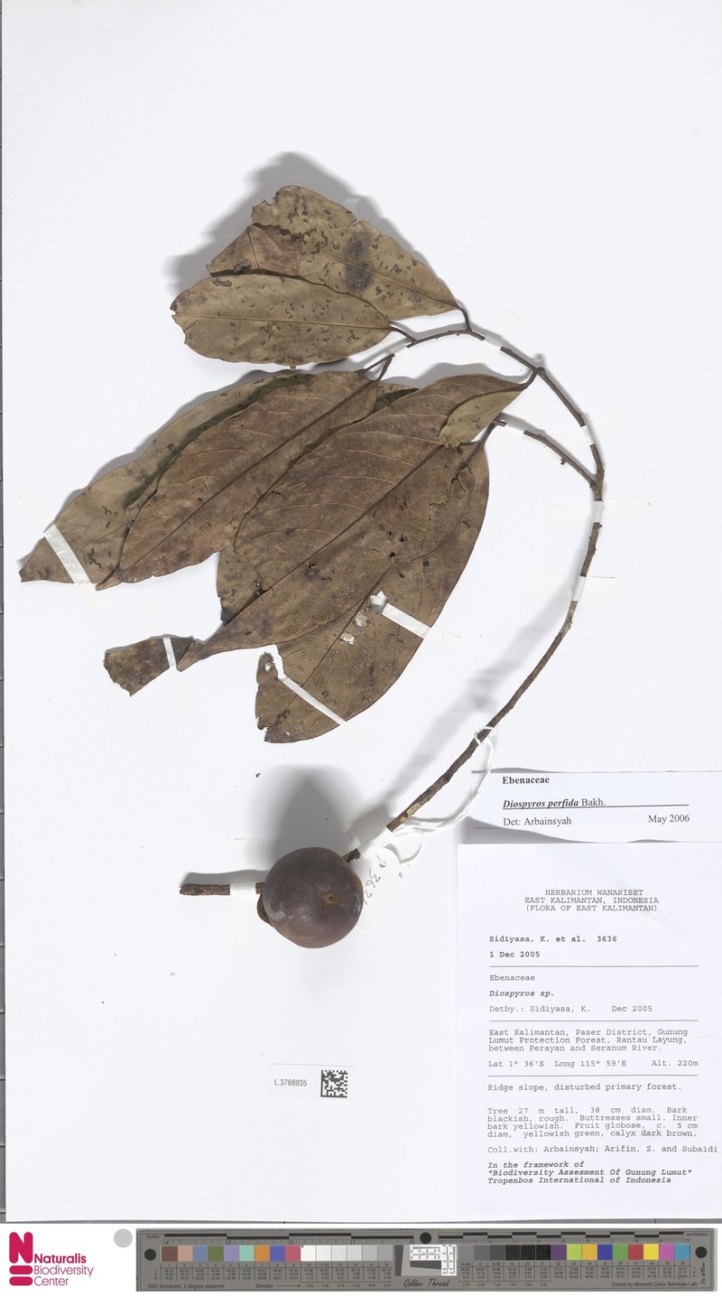 Diospyros perfida photo 3