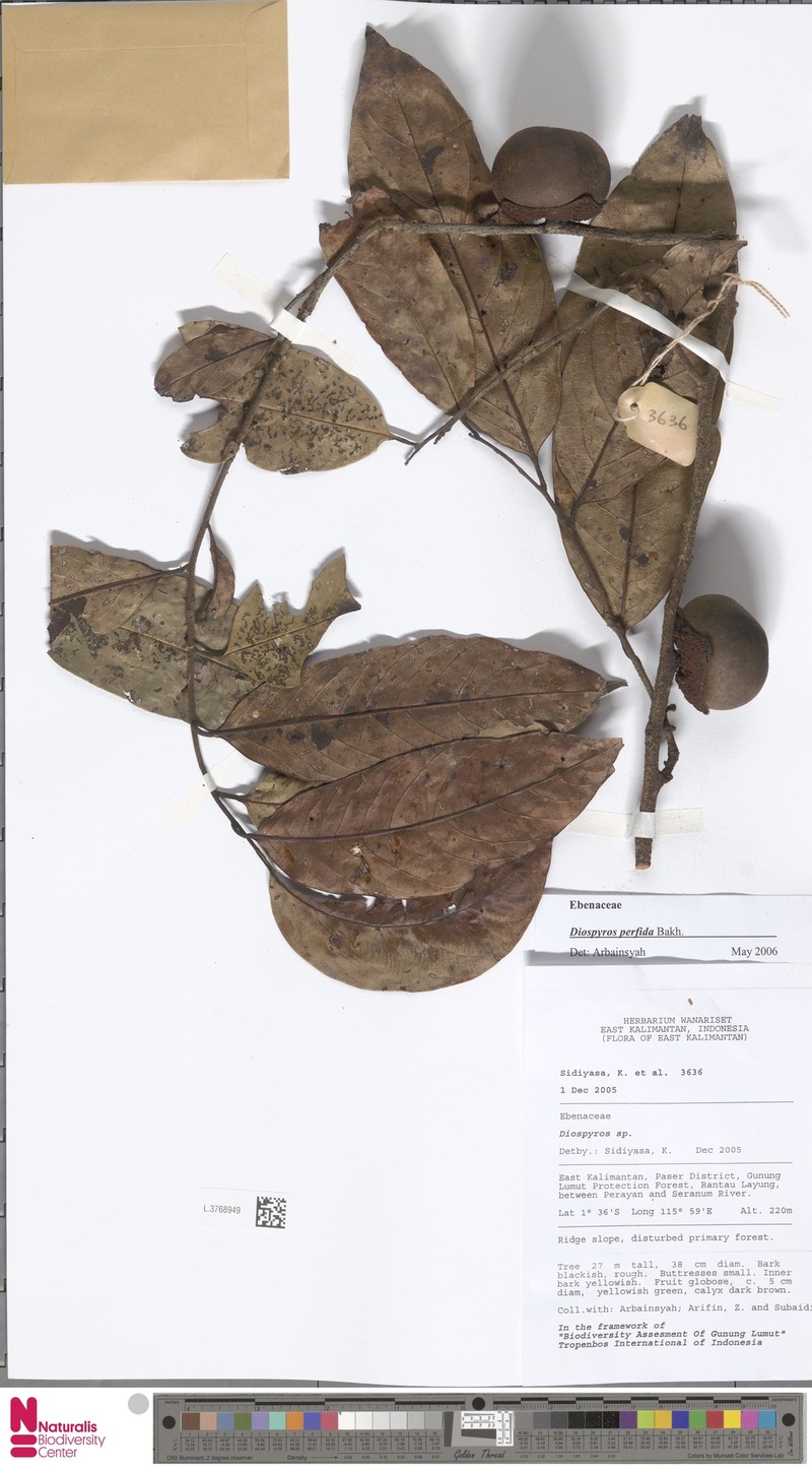 Diospyros perfida photo 4