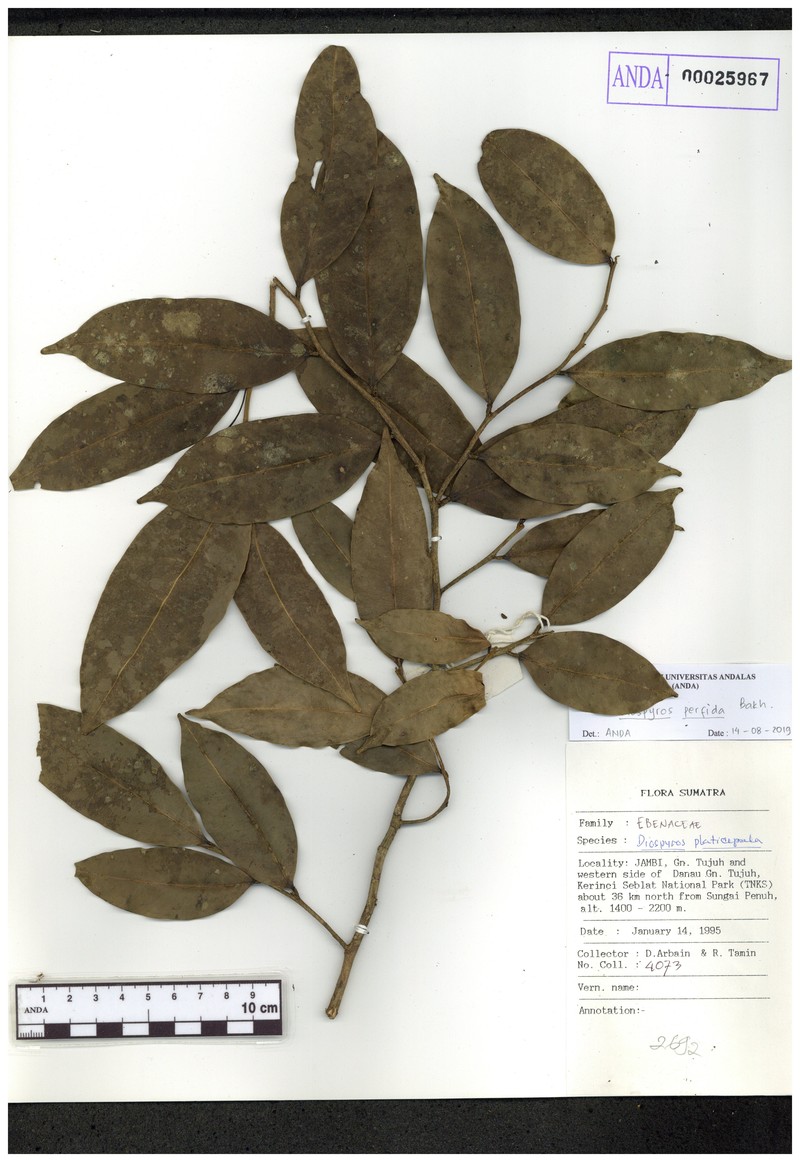 Diospyros perfida photo 5