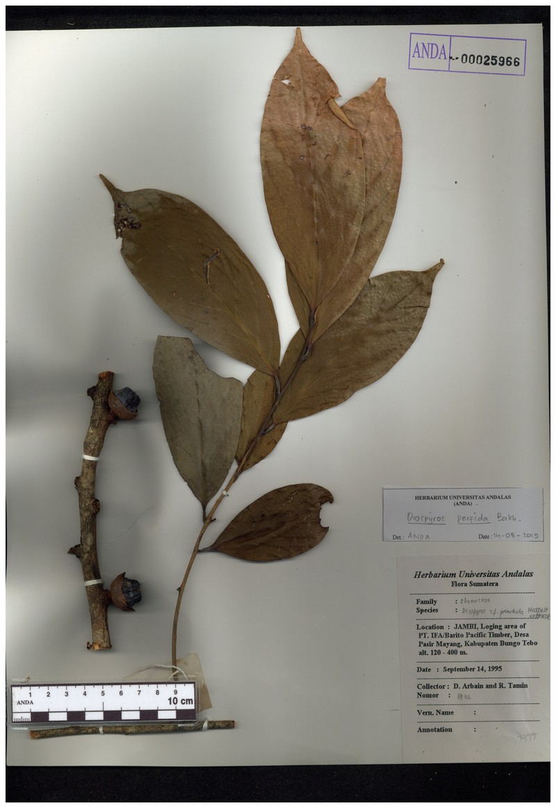 Diospyros perfida photo 6