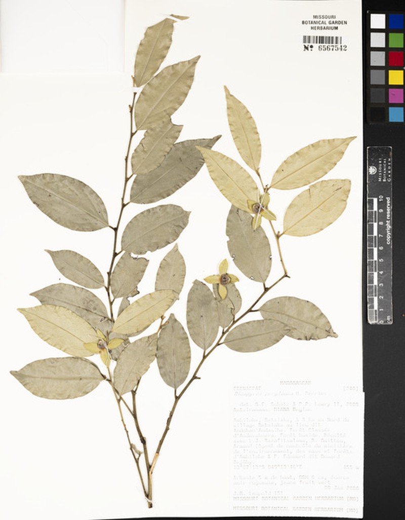 Diospyros perglauca