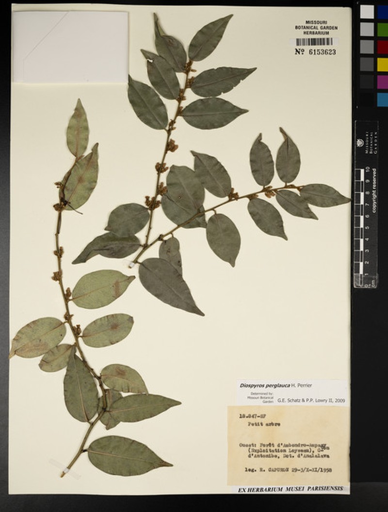 Diospyros perglauca photo 2