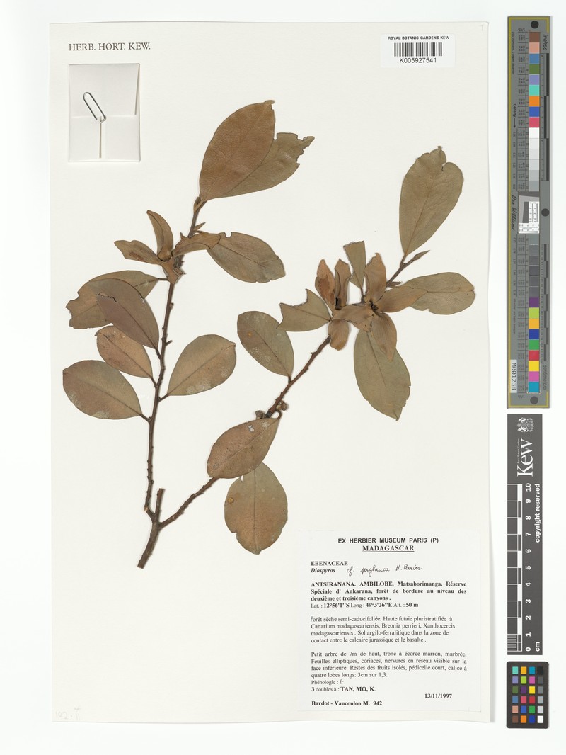 Diospyros perglauca photo 3