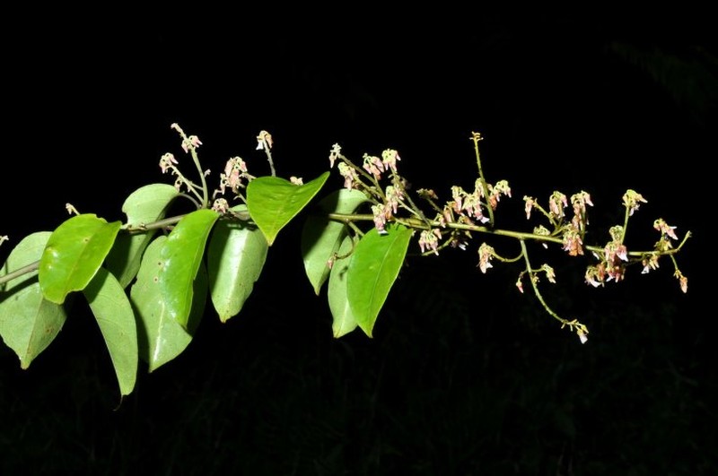 Diospyros perplexa