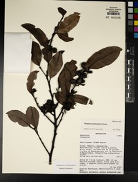 Diospyros perreticulata