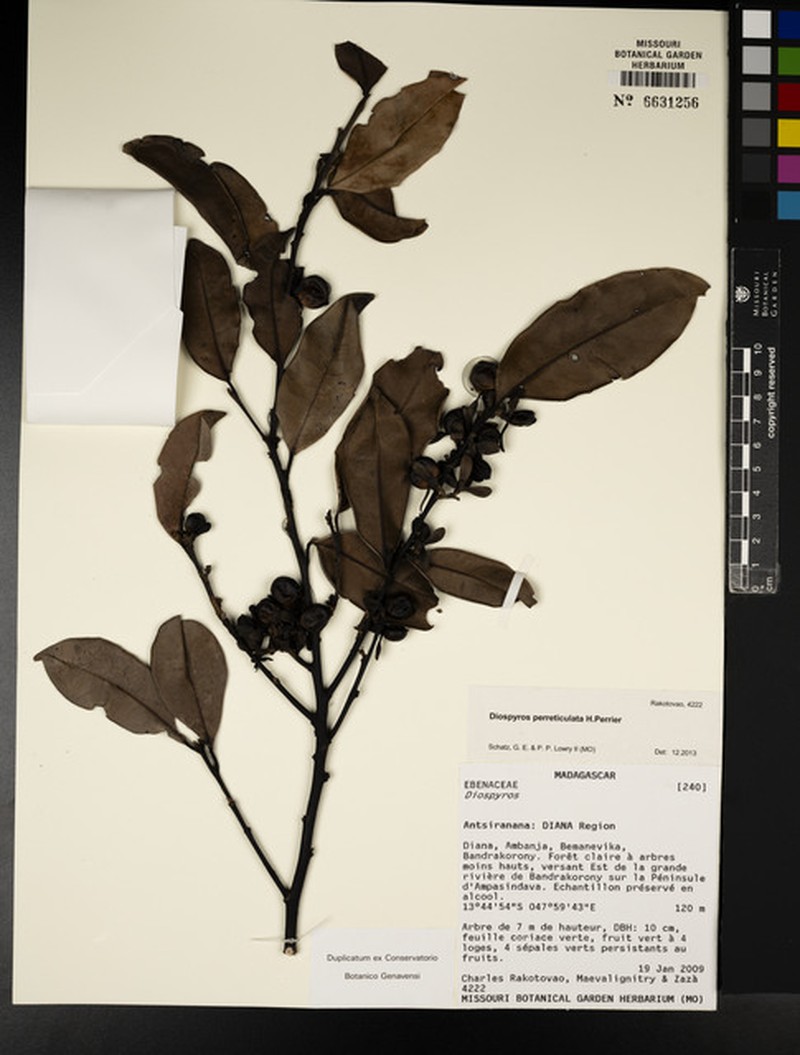 Diospyros perreticulata