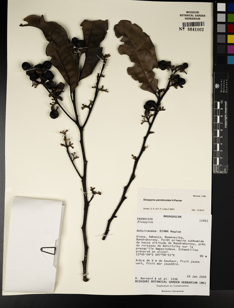Diospyros perreticulata photo 2