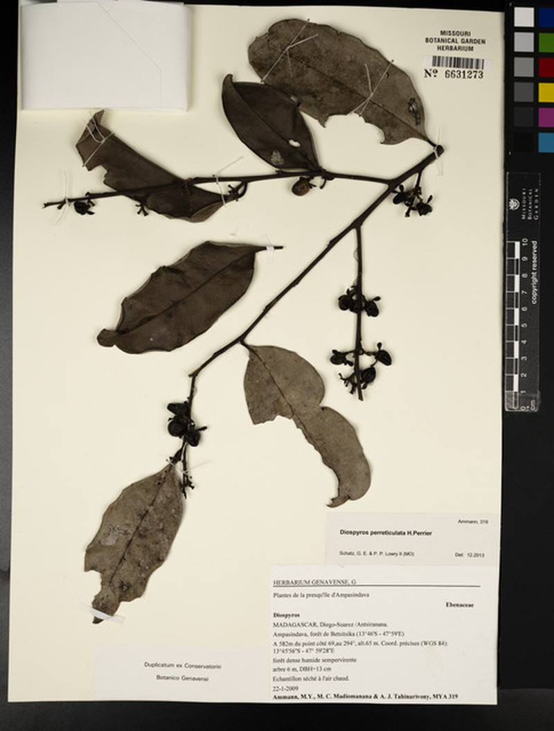 Diospyros perreticulata photo 3