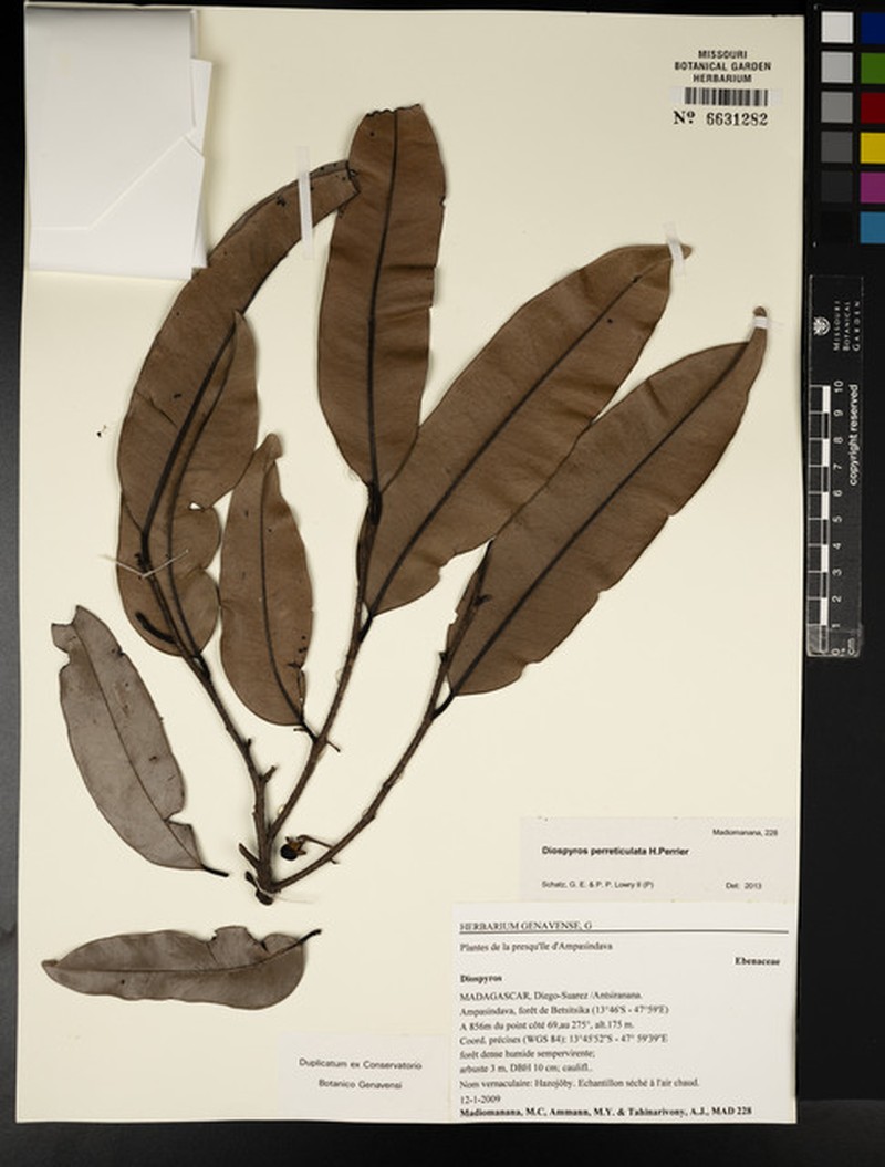 Diospyros perreticulata photo 4