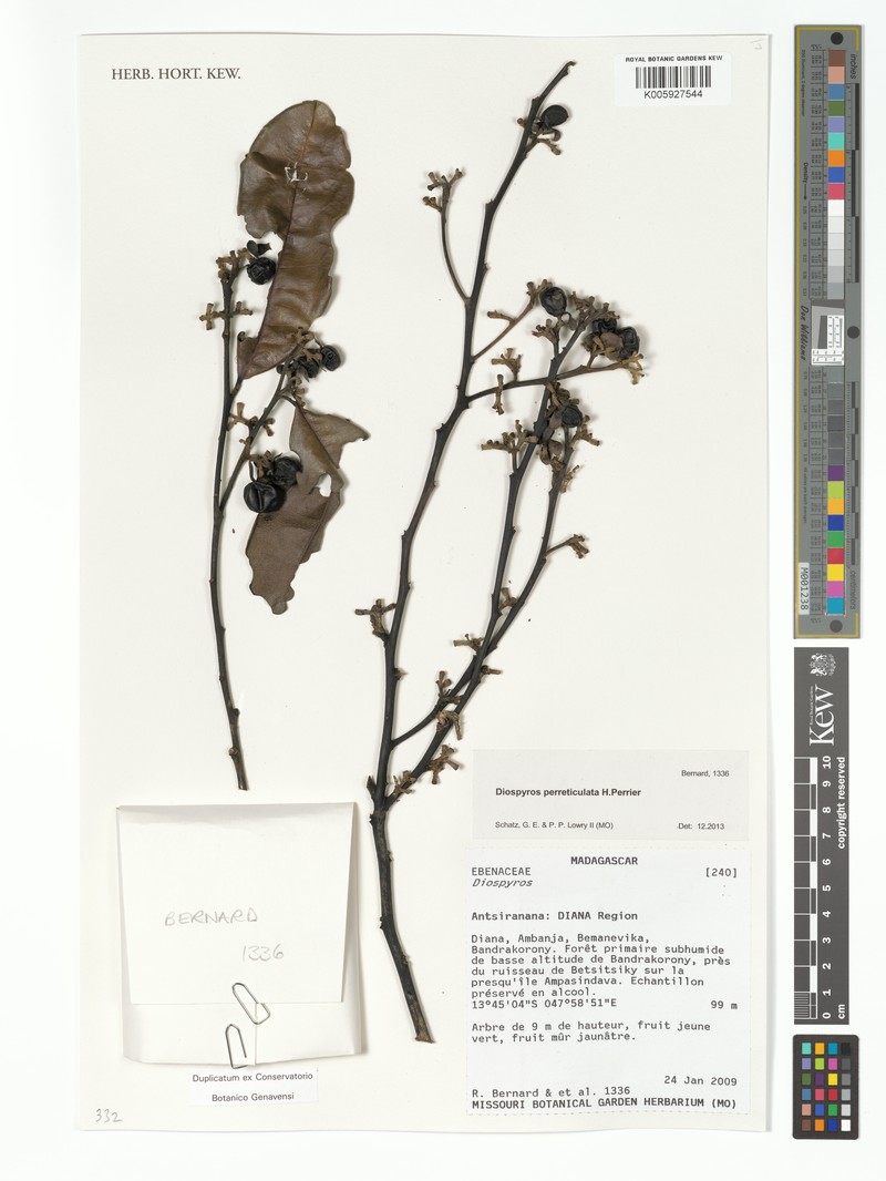 Diospyros perreticulata photo 5