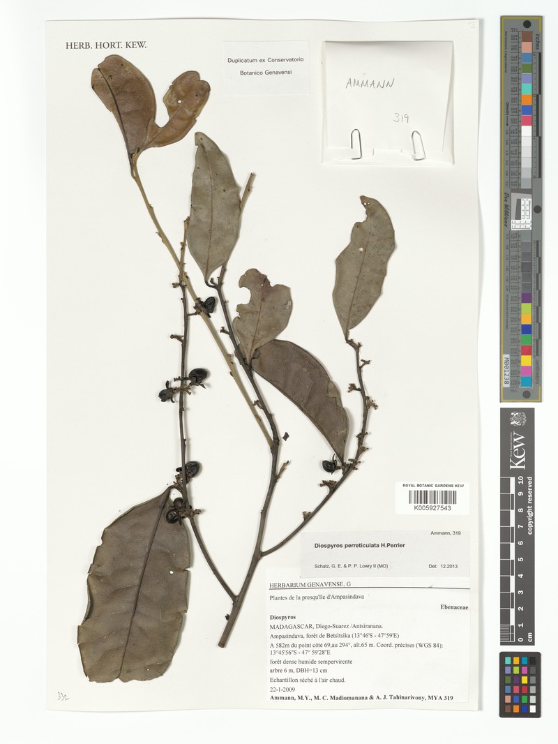 Diospyros perreticulata photo 6