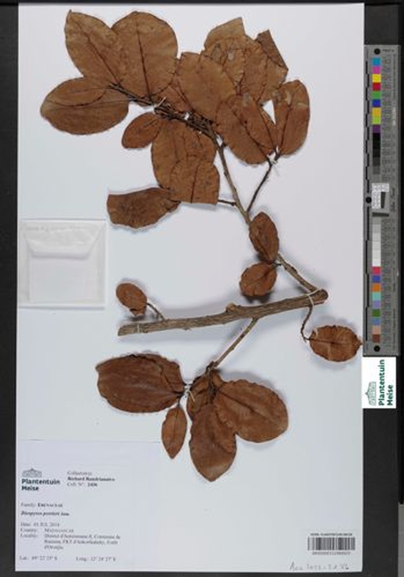 Diospyros perrieri