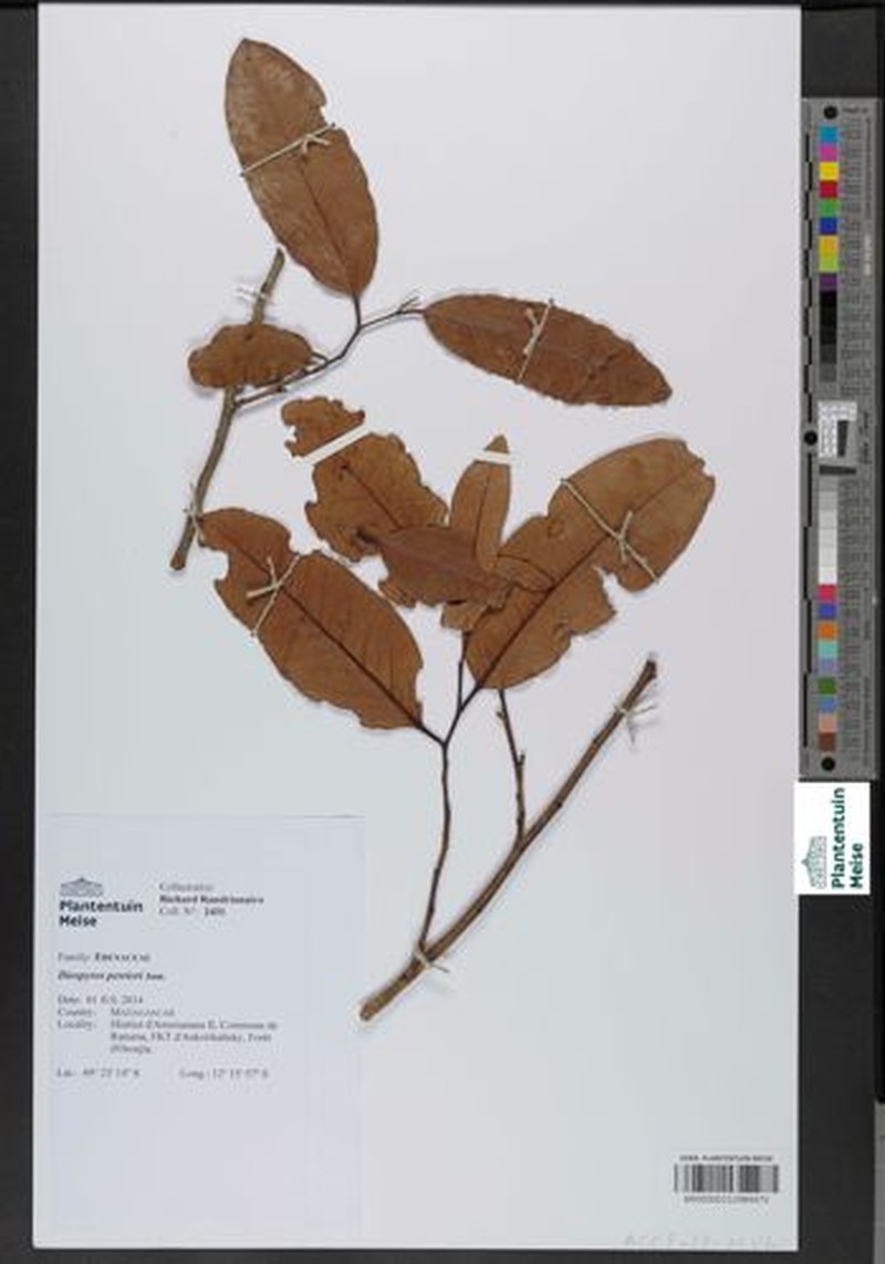 Diospyros perrieri photo 2