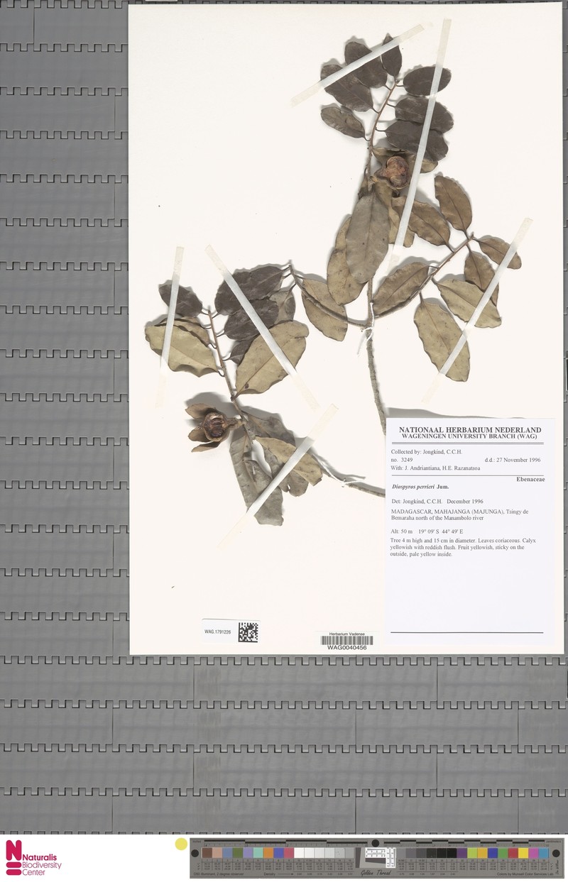 Diospyros perrieri photo 3