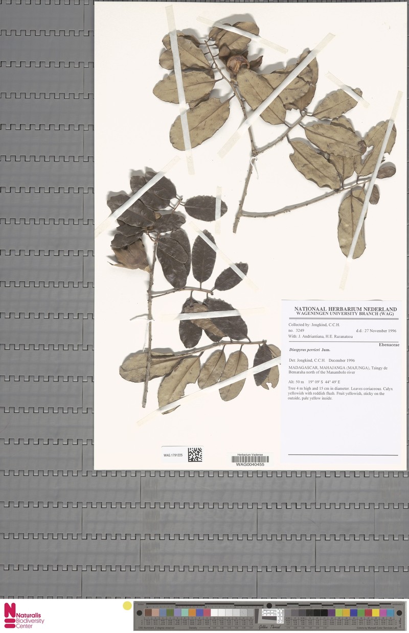 Diospyros perrieri photo 4