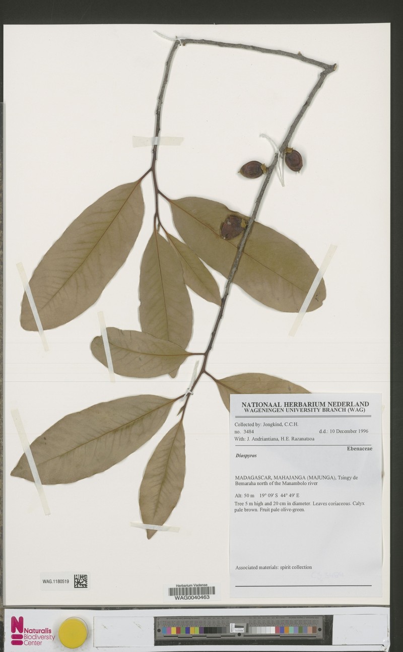 Diospyros perrieri photo 5