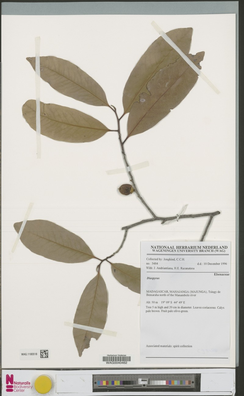 Diospyros perrieri photo 6