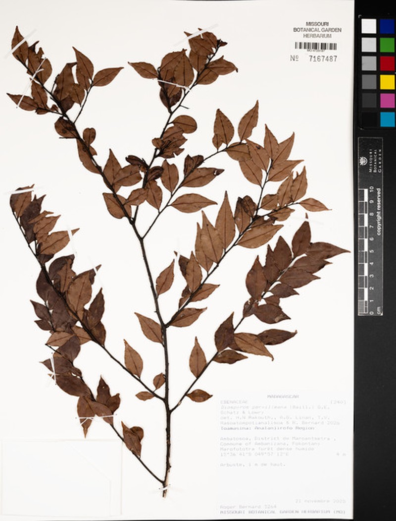 Diospyros pervilleana