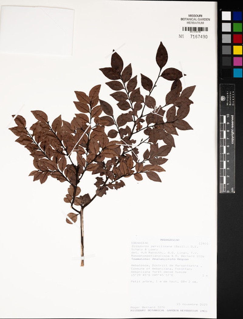 Diospyros pervilleana photo 2