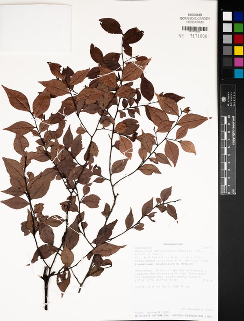 Diospyros pervilleana photo 3