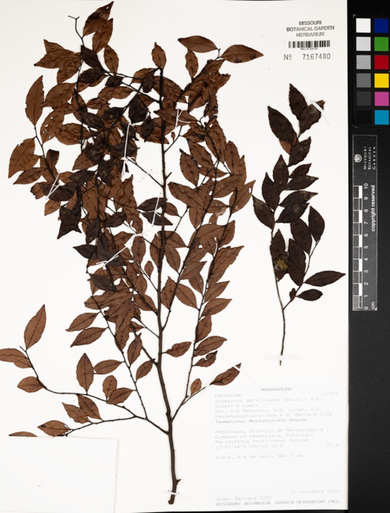 Diospyros pervilleana photo 4