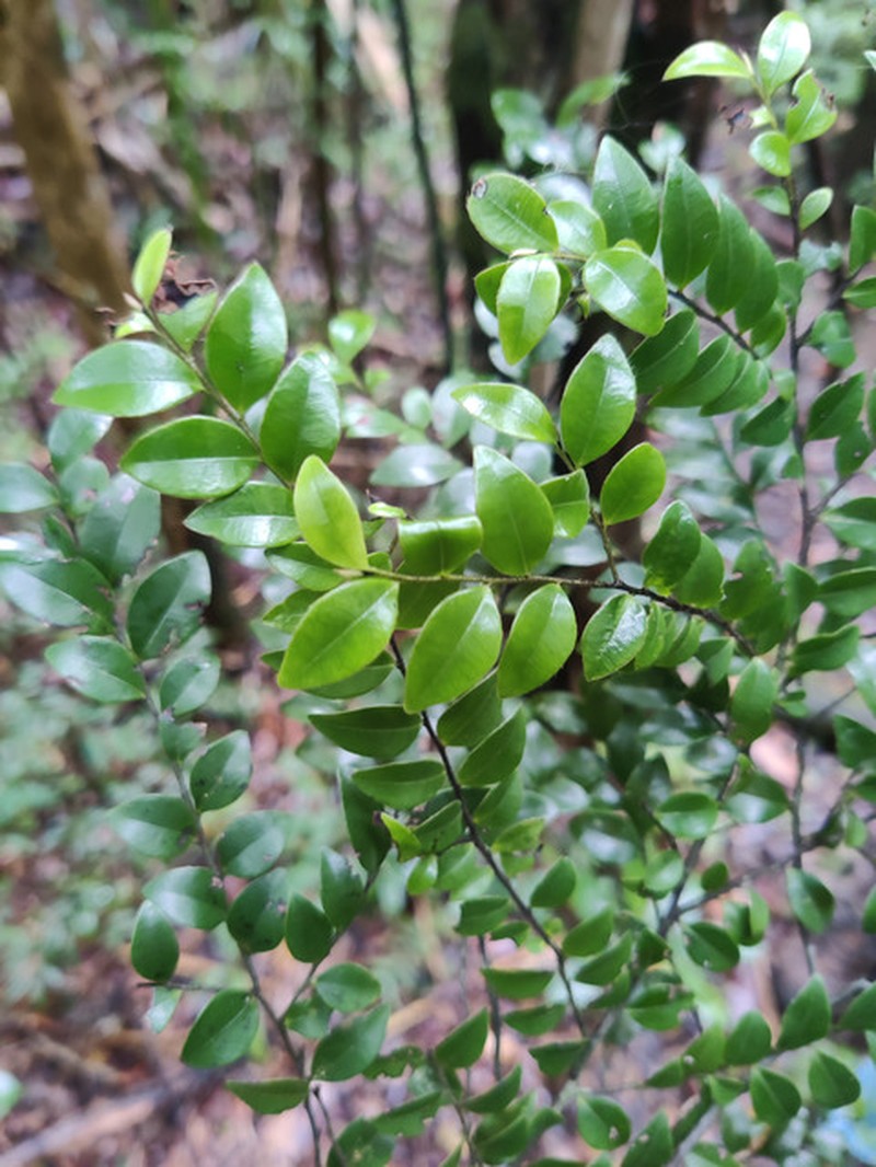 Diospyros pervilleana photo 5