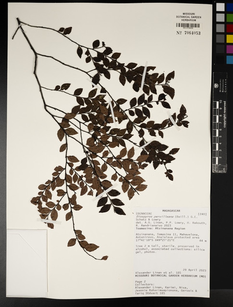 Diospyros pervilleana photo 6