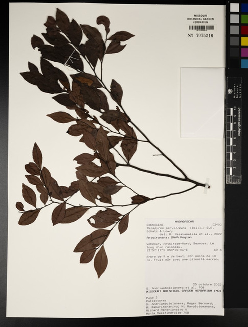 Diospyros pervilleana photo 7
