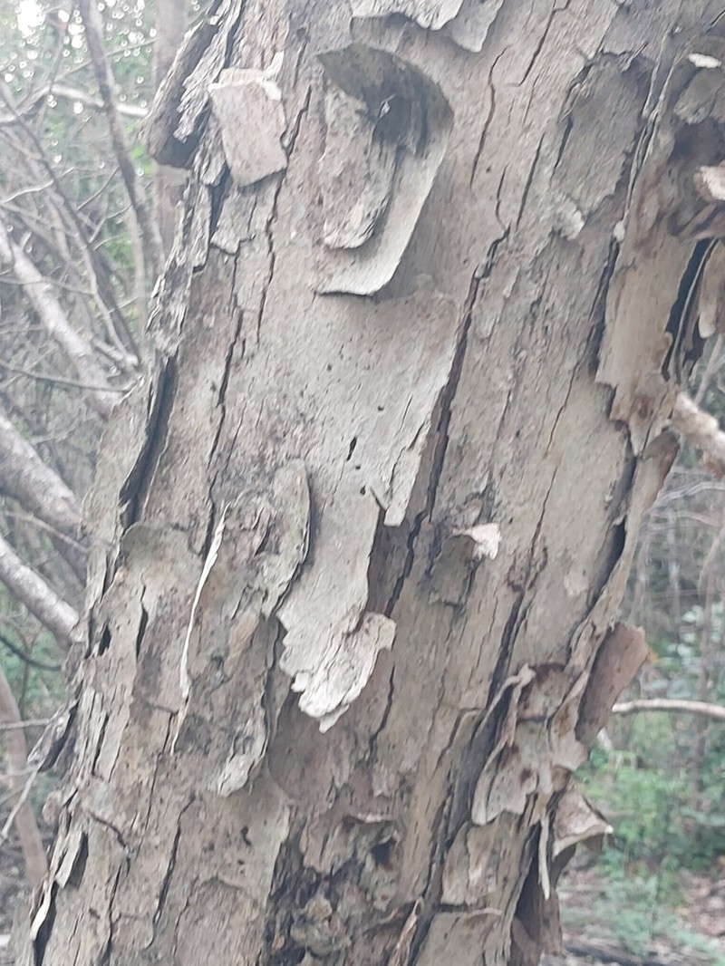 Diospyros pervillei photo 2