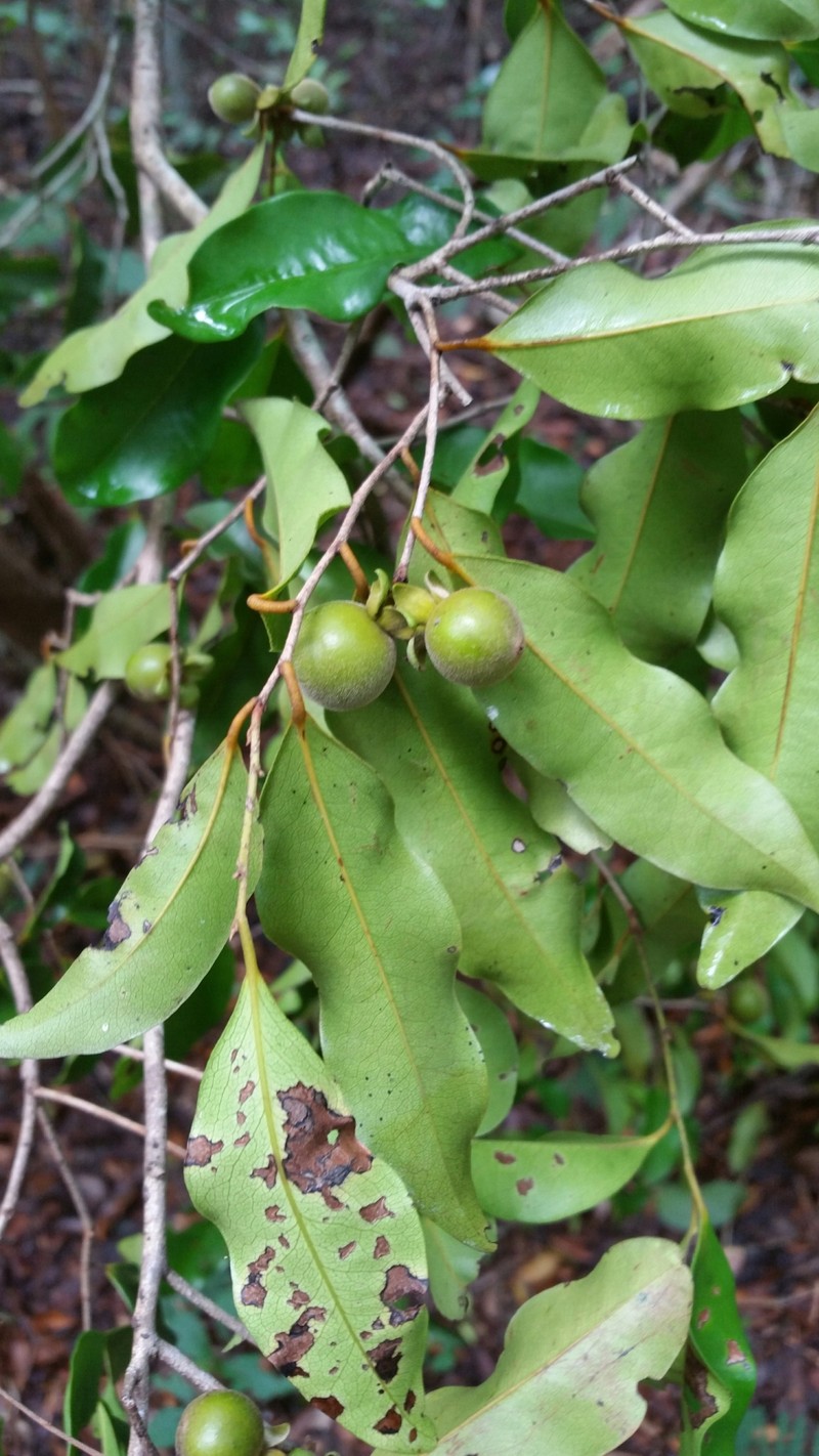 Diospyros pervillei photo 3