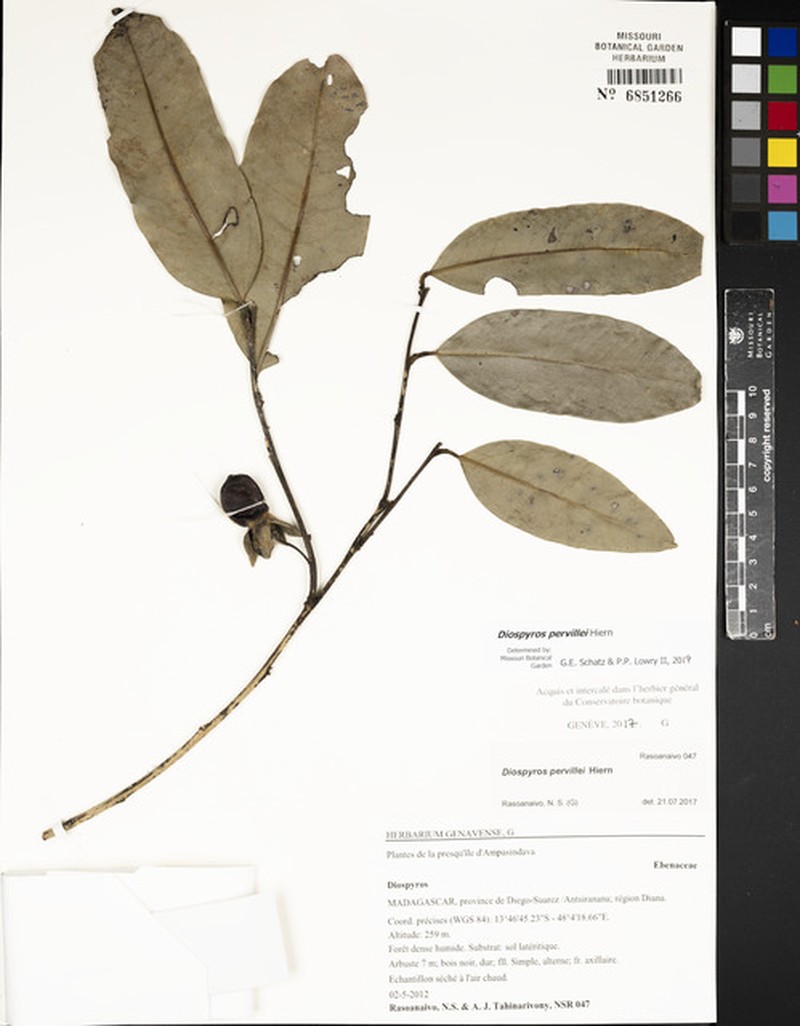 Diospyros pervillei photo 4