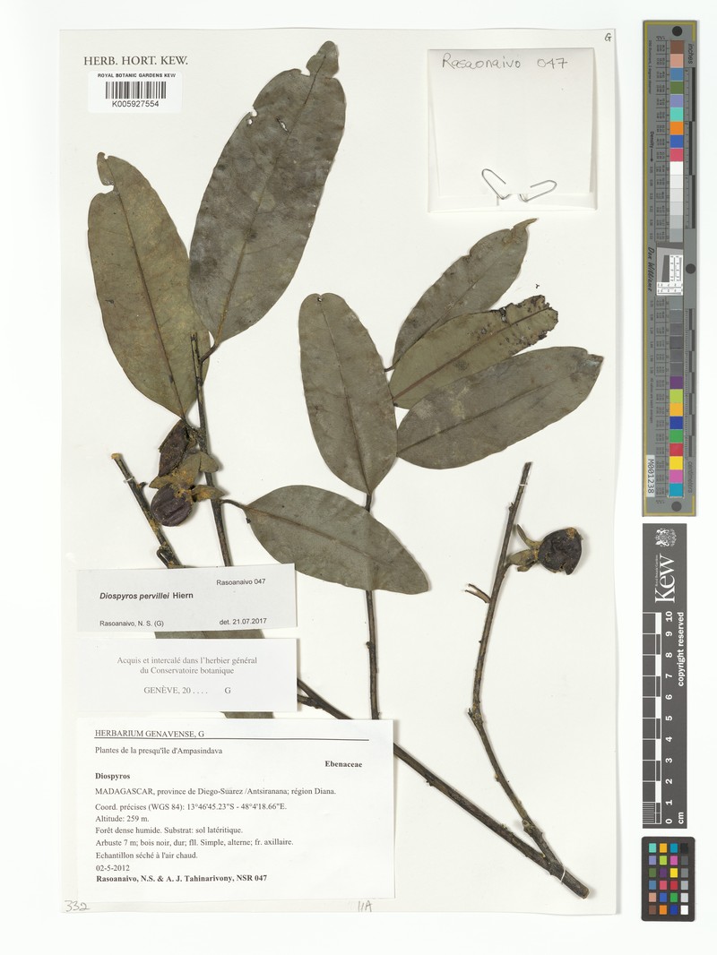 Diospyros pervillei photo 5