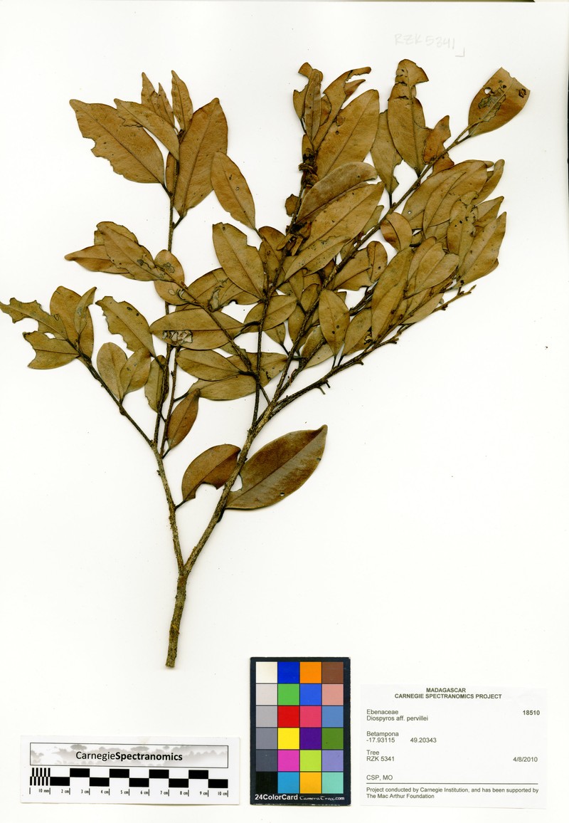 Diospyros pervillei photo 6