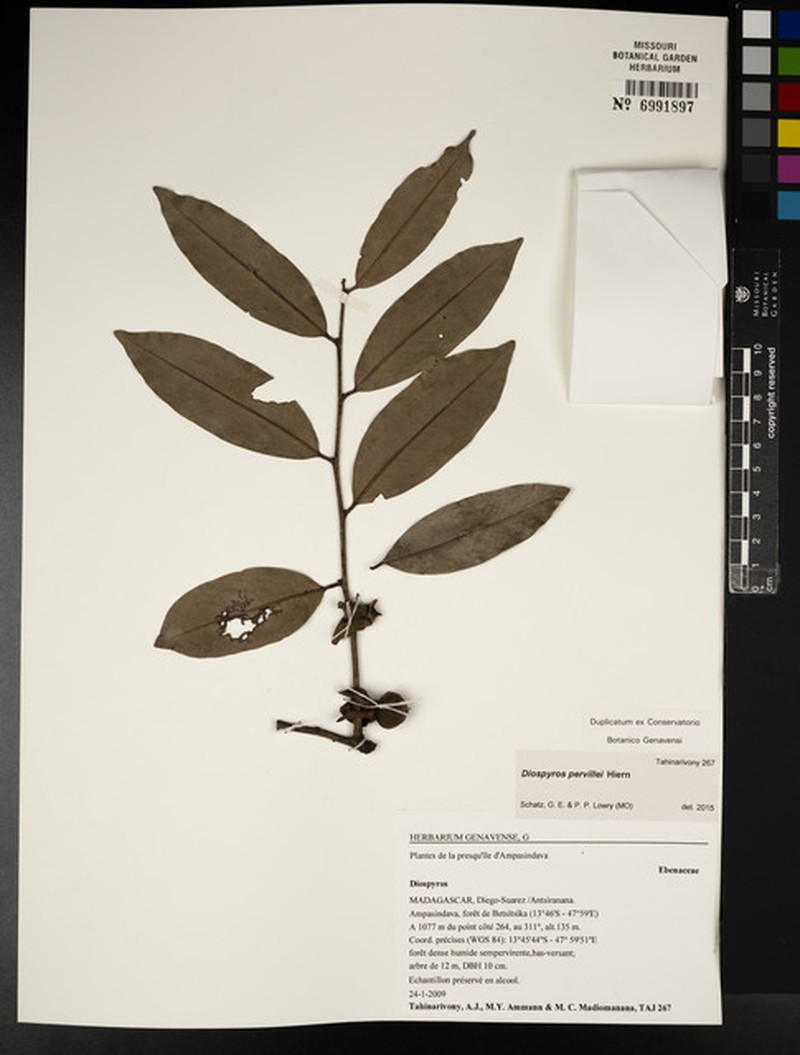 Diospyros pervillei photo 7
